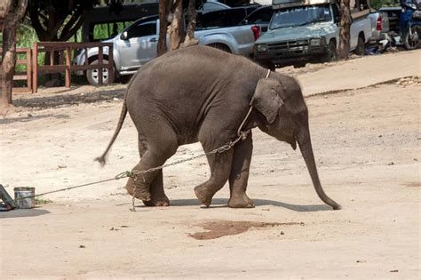大象背 相地